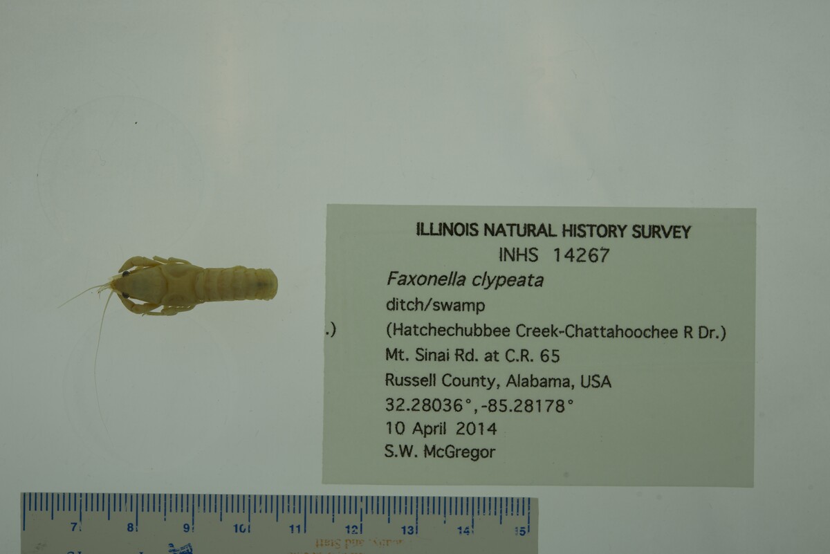 Faxonella image